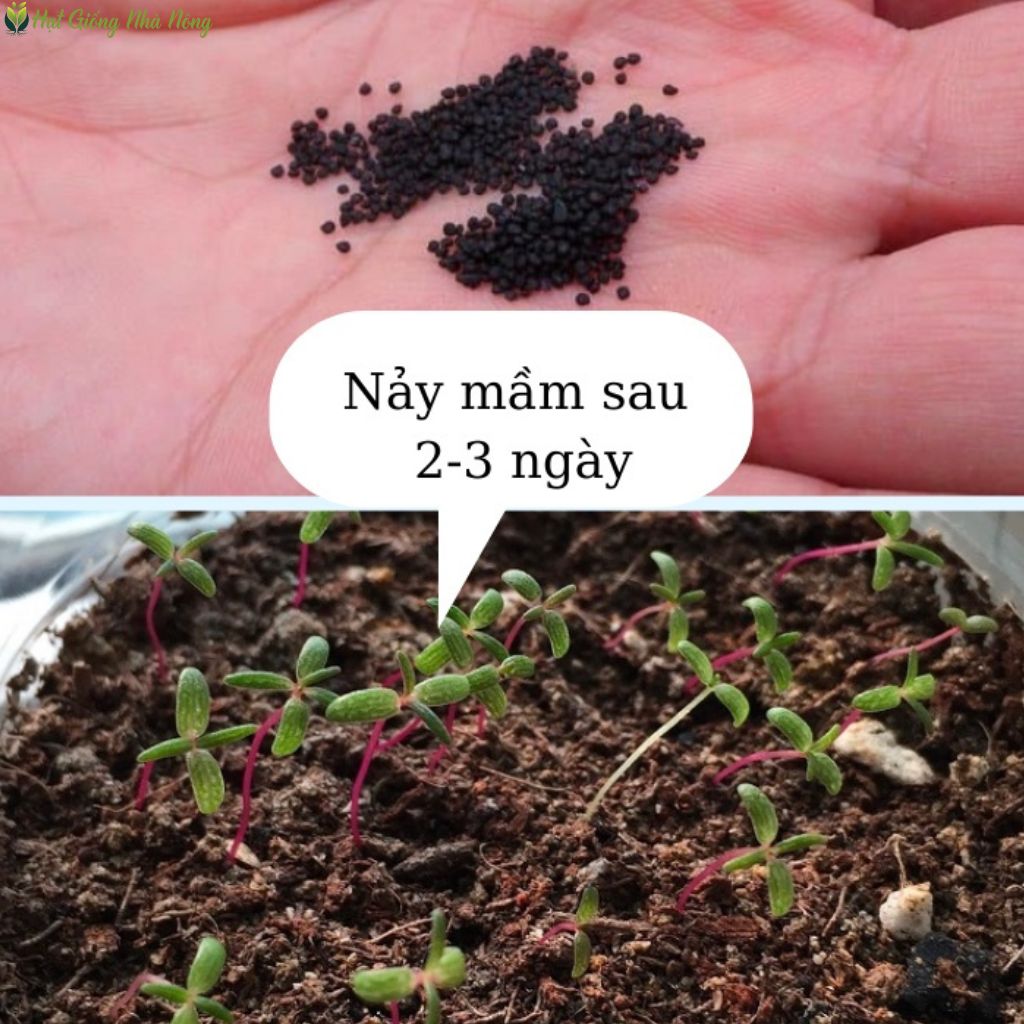 Hạt Giống Hoa Mười Giờ Nhiều Màu